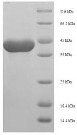 Rat Prss1 protein
