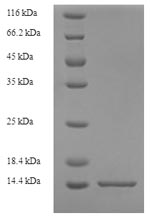 Rat S100A8 protein
