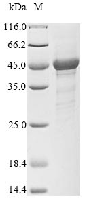 Human SKP1 protein