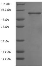 Human SMAD3 protein