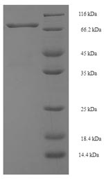 Mouse Smox protein
