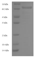 Human SPAM1 protein