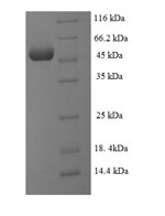 Human SUPT3H protein