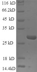 E.coli SPT15 protein