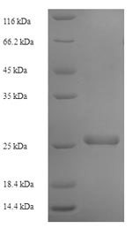 Human TMEM98 protein