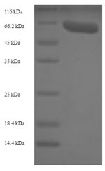 Rabbit VEGF protein