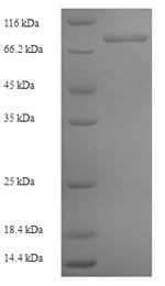 Human ZNF155 protein