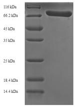 E.coli ply protein