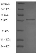E.coli LMP1 protein