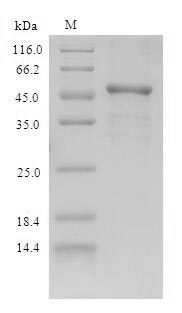 E.coli rsrIM protein