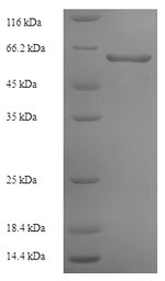 E.coli neurotoxin type C1 protein