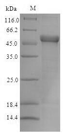 E. coli cfaE protein