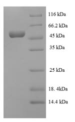 E.coli iolG protein