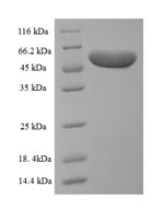 E.coli ompA protein