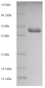 E.coli entC3 protein