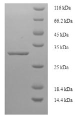 E.coli Omega-gliadin protein
