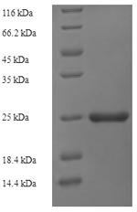 E.coli esxH protein
