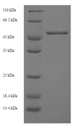 Mouse H2-D1 protein