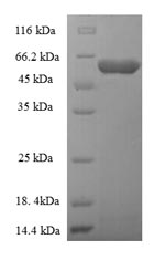 Glycoprotein G protein