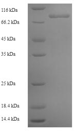 Human COL6A6 protein
