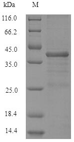 Human SRSF10 protein