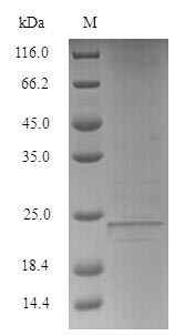 Human LY6E protein