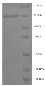Human human Septin-7 protein