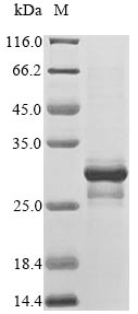 Human MLANA protein