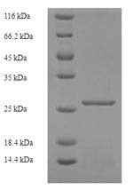 Human KIR2DS1 protein