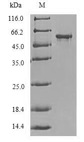 Human DLK2 protein