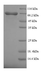E.coli Polygalacturonase protein
