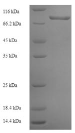 Human P4HA3 protein