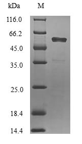Human FANK1 protein