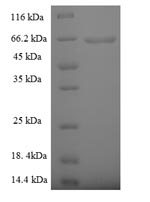 Human PLD4 protein