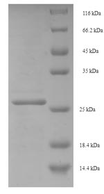 Human MYCBP protein