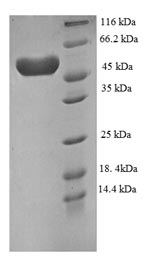 Human PLXNA4 protein