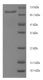 Human PLCD4 protein