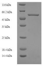 Human FAM49B protein