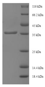 Human IFT27 protein
