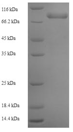 Human POLG2 protein
