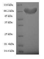 Human FZR1 protein