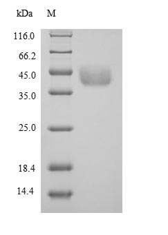 Mouse Agxt protein