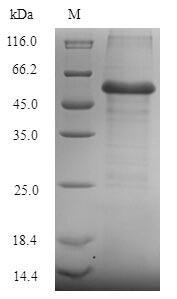 Yeast CYS4 protein
