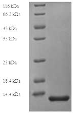 Human CD81 protein