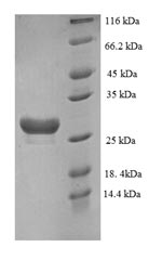 Human CHRM3 protein