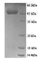 Mouse Cyr61 protein