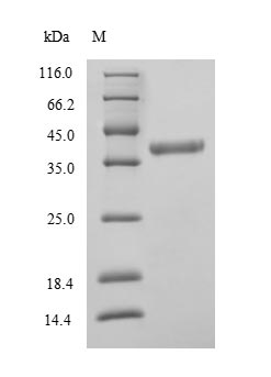 Human DAO protein