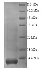 Human GYPA GPA protein