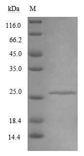 Mouse Ifnar2 protein