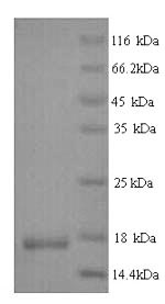 Human IL4 protein
